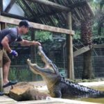 Orlando: Wild Florida Park Ticket and Gator Shows - Experience the Alligator Demonstration and Touching Opportunities
