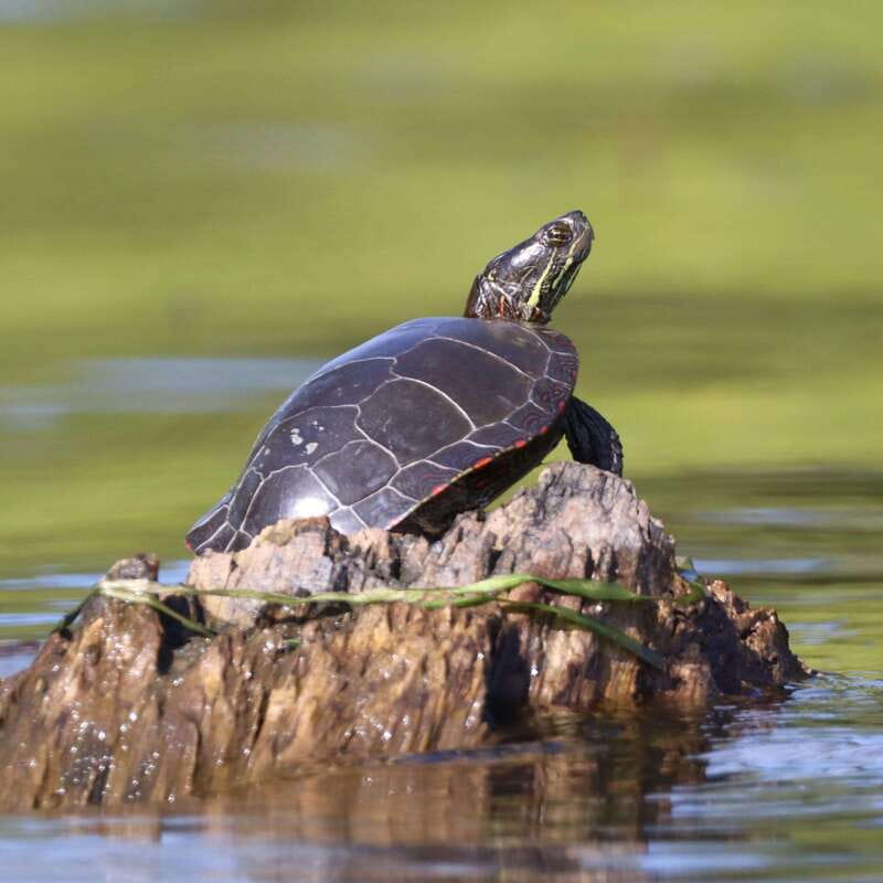 Ottawa: Ecological Reserve Kayak Tour with Turtle Sightings - Meeting Point and Parking Logistics
