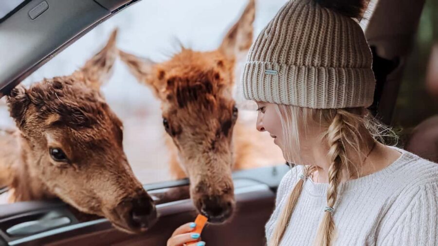 Ottawa: Private Wildlife Adventure Safari in Parc Omega - Up-Close Animal Encounters with Deer and More