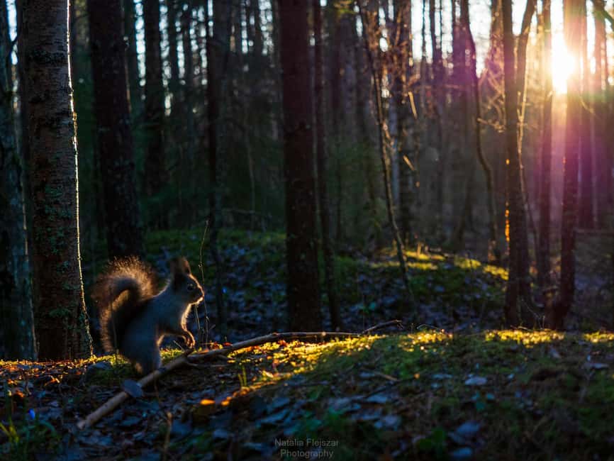 Oulu: Guided Fatbike Tour From Nallikari Around Hietasaari - Scenic Routes Around Hietasaari Island
