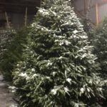 Oulu: Reindeers & Christmas Trees - The Experience for Families and Couples