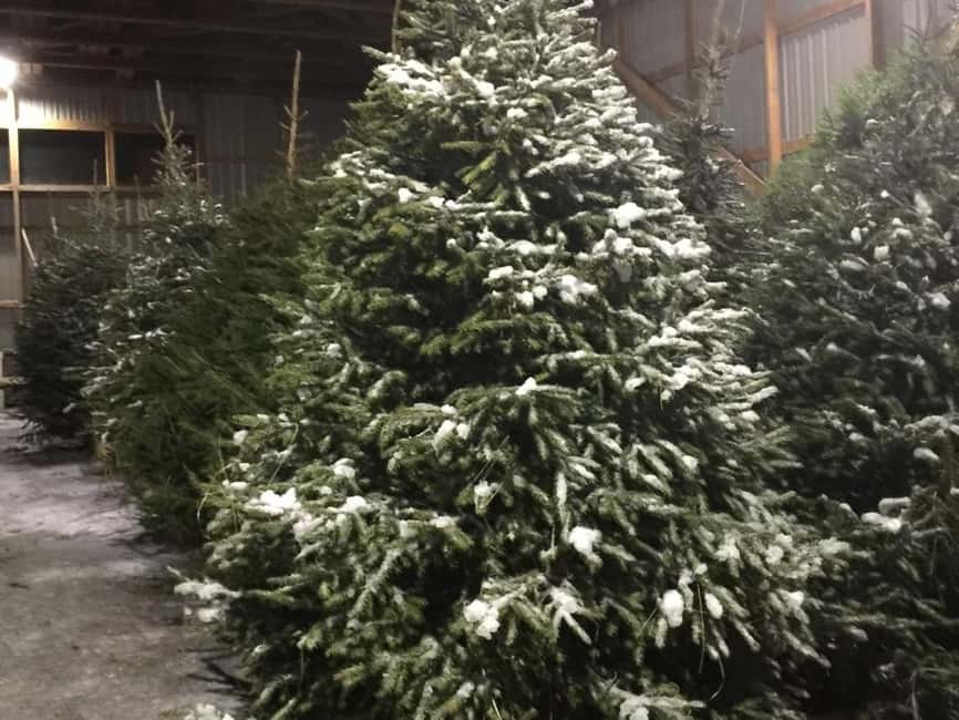 Oulu: Reindeers & Christmas Trees - The Experience for Families and Couples