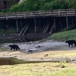 OVER THE TOP TOURS city highlights, wildlife and more! - Wildlife Viewing at Herring Cove and Beyond
