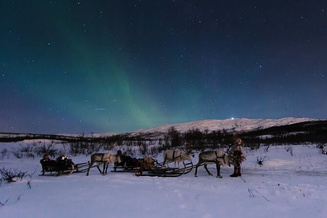 Overnight Stay with Reindeer Sledding & Feeding - Reindeer Sledding: A Calm and Authentic Ride