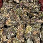 Oyster Farm, Ston and Winery Tour - Visiting Ston: The Medieval Marvel and Salt Capital