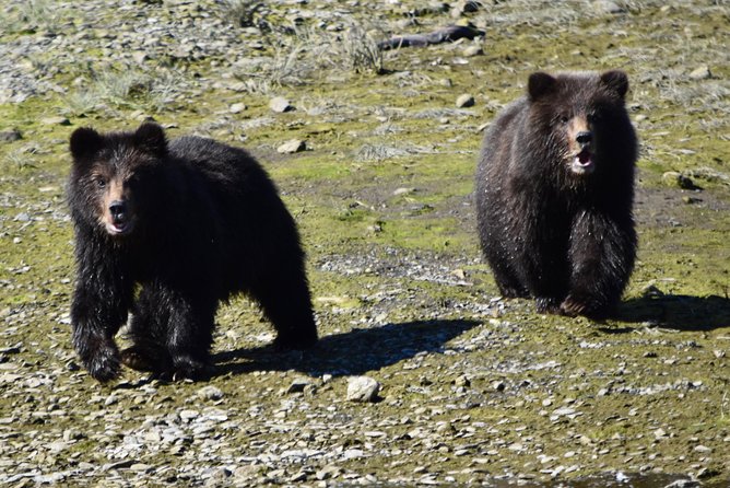 Pack Creek Brown Bear Viewing Juneau - Scenic Floatplane Ride Over Tongass National Forest and Inside Passage