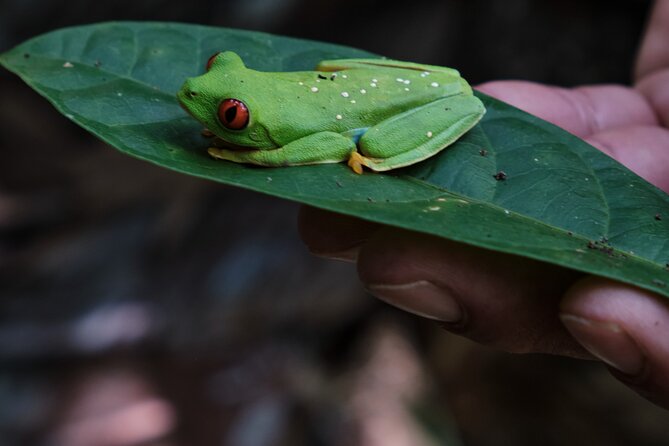 Paddle Board Adventure in a Tropical Paradise - Paddleboarding in Turquoise Rivers and Lagoons