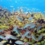 PADI Discover Scuba Diving for divers without certification - How the Tour Starts at Isla Mujeres’ Best Dive Spots