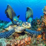 PADI Discover Scuba Diving Tour in Cozumel - What the Training and Pool Practice Cover
