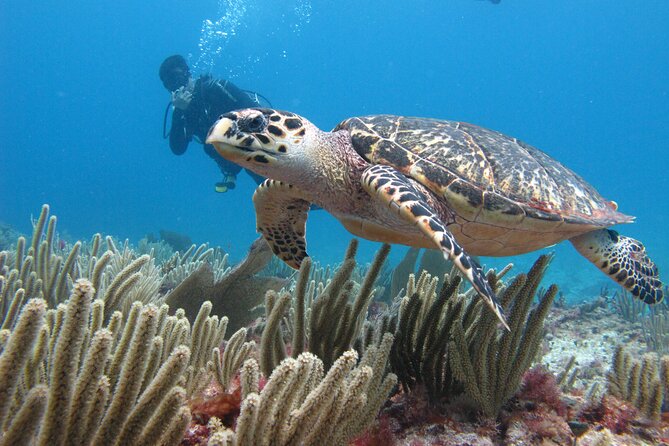 PADI Open Water Diving Certification Course Activity - The Structure of the Two-Day Course in Cancun