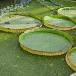 Padua Botanical Garden: Sacred Architecture and Plant Intelligence - Starting Point and Meeting Details in Padua