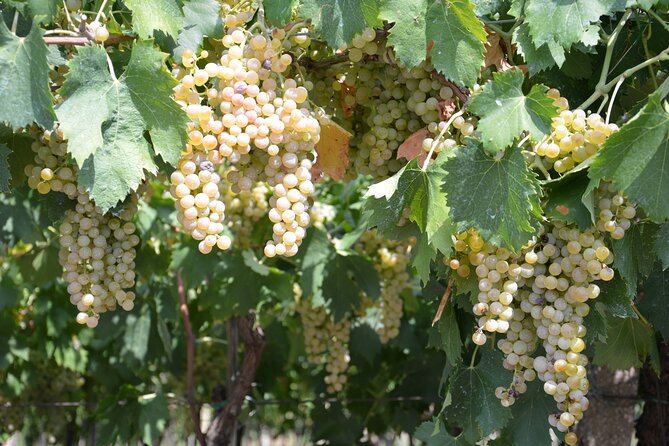 Pagus Wine Tours® - Soave and Amarone - Half day wine tour - Starting Point at Castelvecchio Offers Central Access in Verona