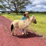 Pahoa: Ranch Tour with Animal Feedings and Interactions - The Unique Setting of Ola Nani Ranch in Pahoa