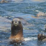 Palomino Islands Yacht Tour and swim alongside the sea lions - Starting Point and Tour Logistics in Lima