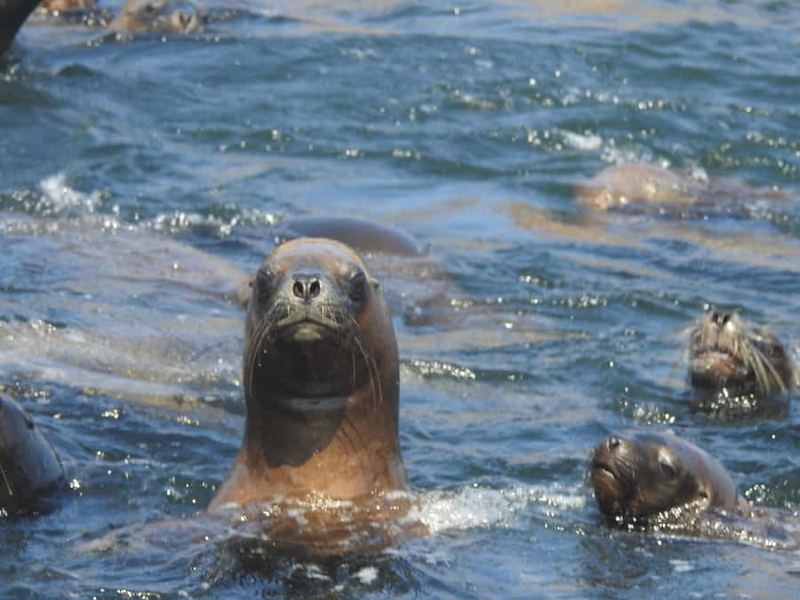 Palomino Islands Yacht Tour and swim alongside the sea lions - Starting Point and Tour Logistics in Lima