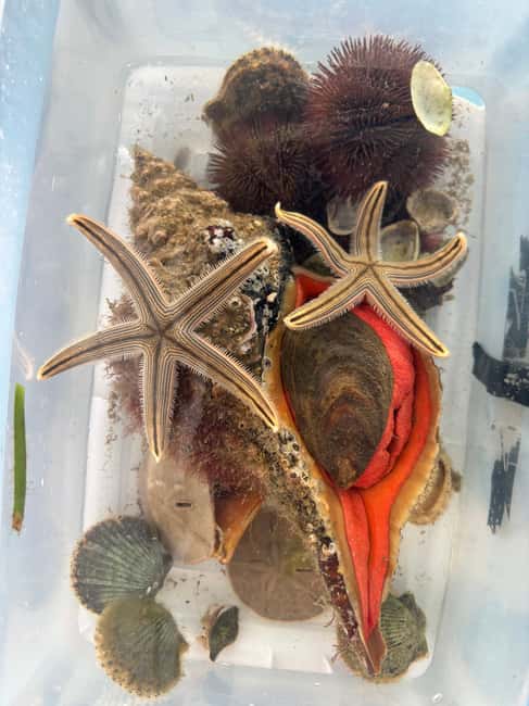 Panama City Beach: Snorkel Excursion with Good Jibez Only - Guided Snorkeling with Equipment and Educational Focus