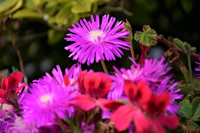 Paradise Valley Beauty Walk - Starting Point in Funchal with Easy Logistics