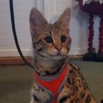 Park Entry for a Family of 4 (2 adults and 2 children) - Easy Booking with Mobile Ticket and Location Details