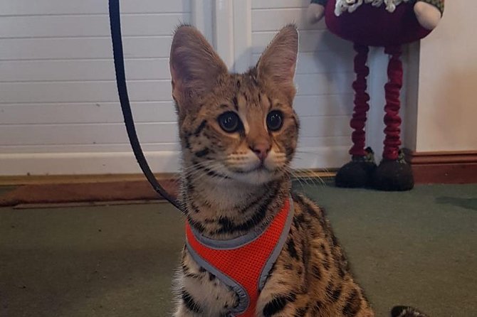 Park Entry for a Family of 4 (2 adults and 2 children) - Easy Booking with Mobile Ticket and Location Details