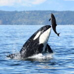 Parksville: Half-Day Whale and Wildlife Adventure - Expert Guides with a Passion for Marine Ecology