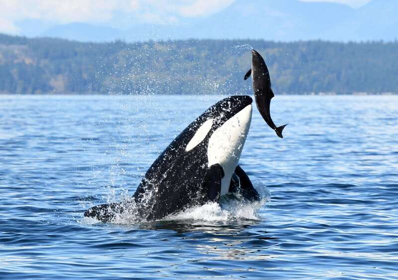 Parksville: Half-Day Whale and Wildlife Adventure - Expert Guides with a Passion for Marine Ecology