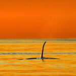Parksville: Sunset Whale and Wildlife Adventure - The Magic of Sunset Over the Salish Sea