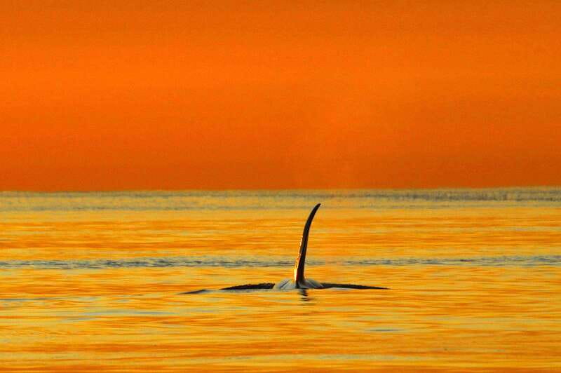 Parksville: Sunset Whale and Wildlife Adventure - The Magic of Sunset Over the Salish Sea