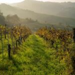 Parma: Visit the Vineyard and Taste 5 Local Wines - Starting Point in the Parma Hills: An Authentic Setting for Wine Discovery