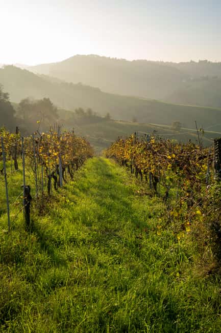 Parma: Visit the Vineyard and Taste 5 Local Wines - Starting Point in the Parma Hills: An Authentic Setting for Wine Discovery
