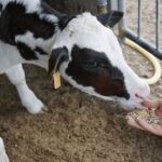 Parmesan Wheels near Parma: Tasting & Factory Tour - The Complete Cheese-Making Journey Begins Early