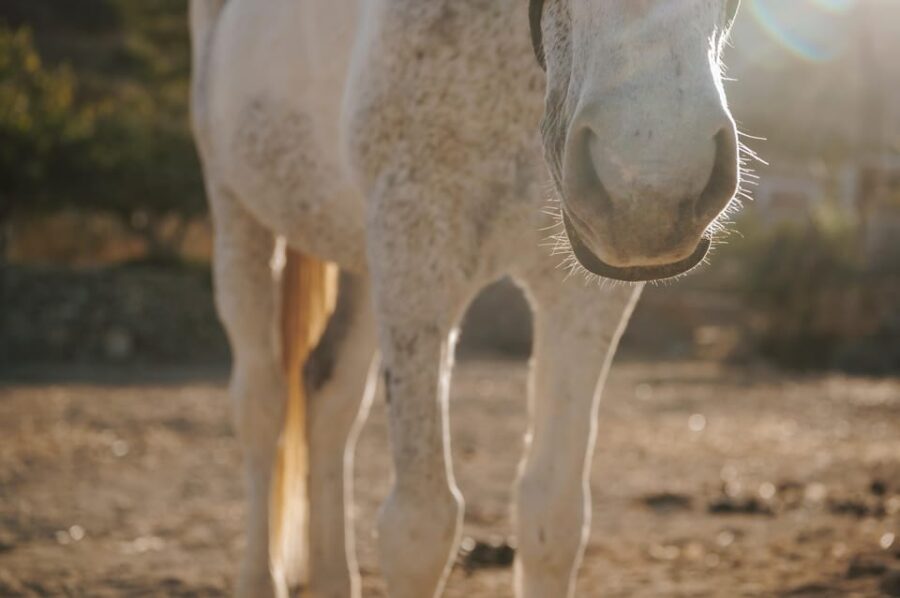 Paros: Horseback Riding Tour at Sunset - Frequently Asked Questions