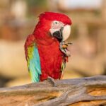 Parrot World Immersive Wildlife Park Entry Ticket next to Paris - Inside Europe’s Largest Aviary