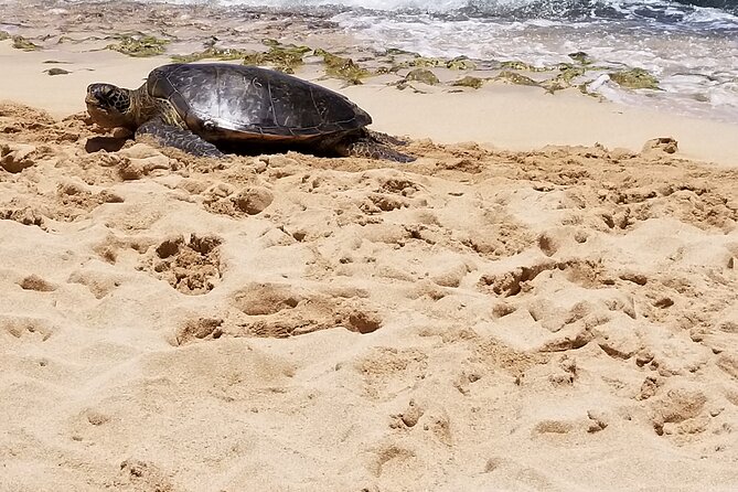 Pearl Harbor, Dole, N.Shore luxury group priced Customizable tour - Highlights of the Tour: Pearl Harbor National Memorial
