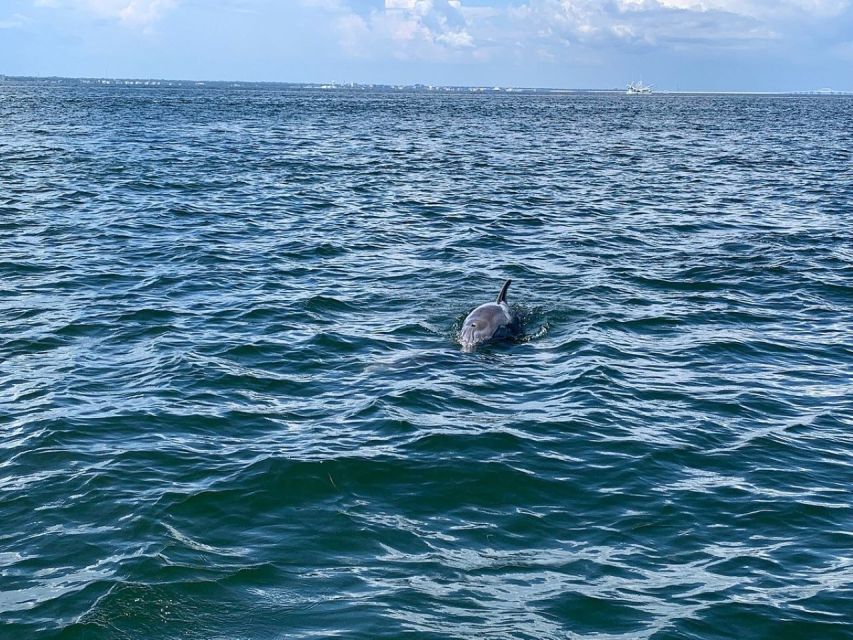 Pensacola Beach Sunset Dolphin Tour private up to 6 ppl - Dolphin Sightings and Marine Wildlife Encounters