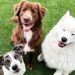 Petfinity Indoor Dog Park in Calgary - Operating Hours and Availability in Calgary