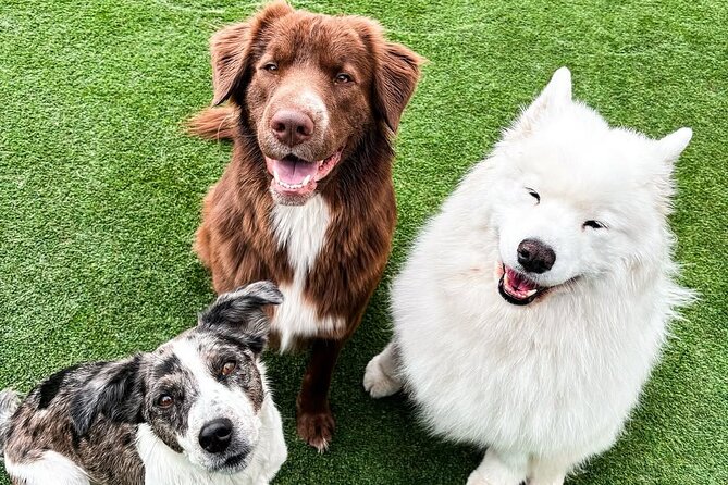 Petfinity Indoor Dog Park in Calgary - Operating Hours and Availability in Calgary