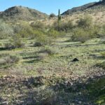 Phoenix: Guided Mountain Bike Adventure in Sonoran Desert - Customizable Trail Options in Phoenix Mountain Preserve