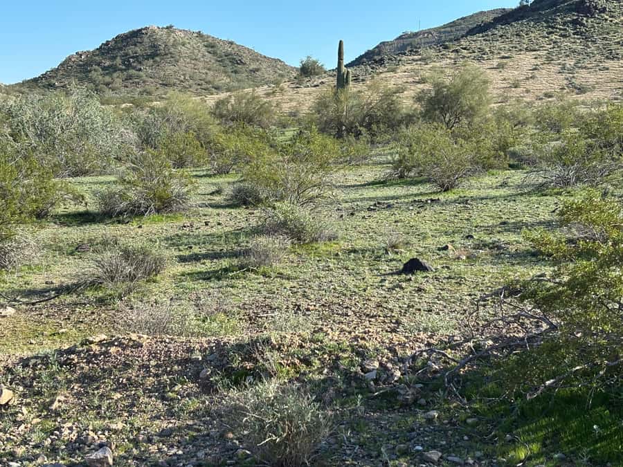 Phoenix: Guided Mountain Bike Adventure in Sonoran Desert - Customizable Trail Options in Phoenix Mountain Preserve