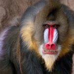 Phoenix Zoo Admission Ticket - Highlights of the Phoenix Zoo Experience