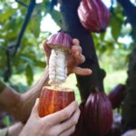 Pick and Taste Tropical Fruit - Exploring Kauai’s Largest Organic Farm