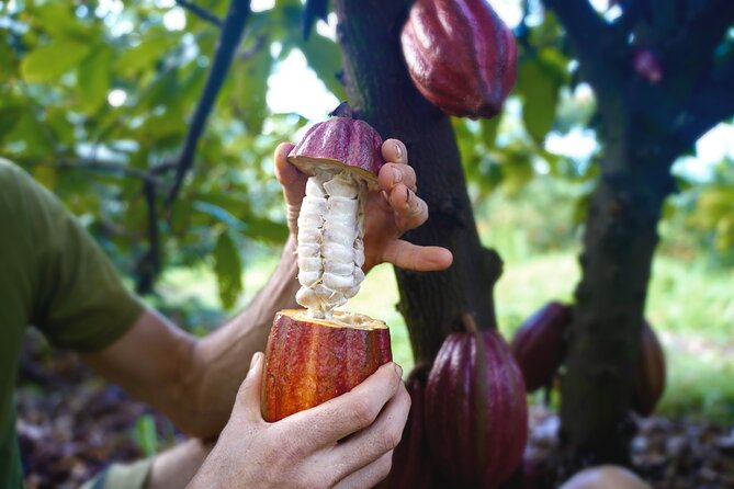 Pick and Taste Tropical Fruit - Exploring Kauai’s Largest Organic Farm