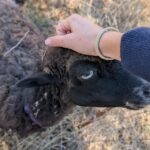 Pienza: Sheep and Chickens Tour w/Gourmet Lunch at Farmhouse - Starting at the Heart of Pienza’s Farming Life