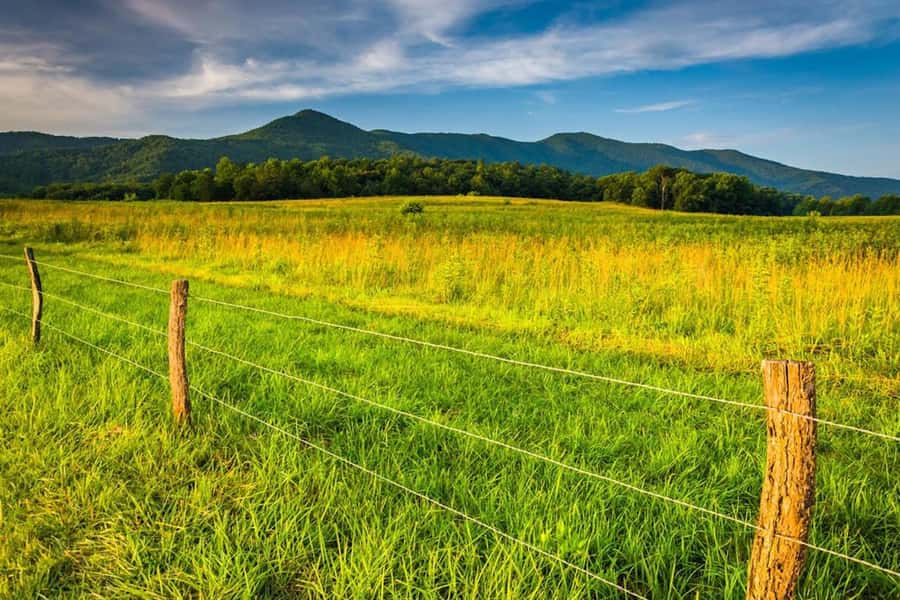 Pigeon Forge: Cade's Cove Culture and History Driving Tour - Wildlife Sightings and Animal Watching Tips