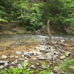 Pigeon Forge: Smoky Bear Discovery Tour - From Scenic Overlooks to Wildlife Encounters