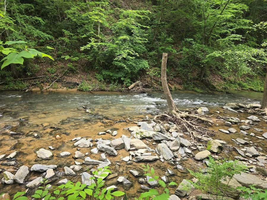 Pigeon Forge: Smoky Bear Discovery Tour - From Scenic Overlooks to Wildlife Encounters