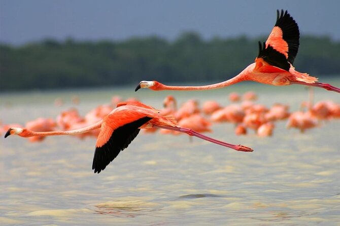 Pink Lake Lagoon and Rio Lagartos Tour from Playa del Carmen - Departure Point and Tour Duration