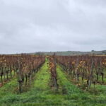 Pinot Noir & Pinot Wine Tour to Baden-Württemberg - Exploring the Kaiserstuhle Vineyards: A Scenic Journey into Germany’s Top Pinot Region