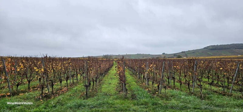 Pinot Noir & Pinot Wine Tour to Baden-Württemberg - Exploring the Kaiserstuhle Vineyards: A Scenic Journey into Germany’s Top Pinot Region