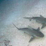 Playa del Carmen: Bull Shark Encounter - How the Bull Shark Encounter in Playa del Carmen Is Organized