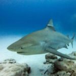 Playa del Carmen: Bull Sharks Encounter & Reef - 2 Dives - Encountering Bull Sharks in Their Natural Habitat